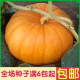 巨型大南瓜蔬菜四季种子 迷你瓜果秋冬季蔬菜 阳台盆栽 家种包邮