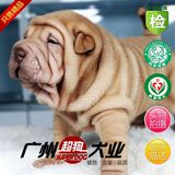 只售精品纯种中国沙皮犬幼犬 出售沙皮狗宠物狗狗欢迎来狗场选购