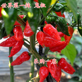 魔鬼椒种子印度鬼椒种子断魂椒种子最辣的辣椒品种四季种植100粒
