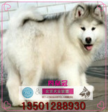 巨型阿拉斯加雪橇犬幼犬出售/赛级灰色桃脸十字双血统狗狗包邮H21