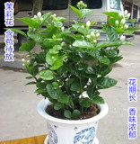 特价批发重瓣双瓣白色茉莉花苗白茉莉4年苗室外阳台植物花卉盆栽