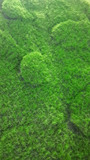 仿真草坪塑料人工假草皮人造植毛地毯 绿植楼顶阳台苔藓背景墙