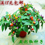 18元包邮 五彩椒种子 观赏辣椒种子 阳台盆栽蔬菜种子观果易种