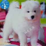 纯种萨摩幼犬宠物狗狗出售 白魔法血系萨摩耶犬 北京可送货上门