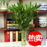 富贵竹水培植物 客厅卧室办公室防辐射植物 吸甲醛盆栽 富贵象征
