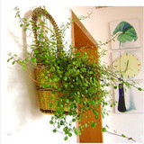 客厅绿植卧室吸甲醛植物盆栽千叶 水培植物吊兰室内花卉盆景垂吊