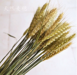 干花小麦大麦2015新品装饰材料田园风格精品天然风干植物麦穗