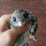 日本大眼飞鼠 可爱萌宠活体飞鼠 纯种 包健康宝宝 送笼子