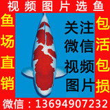 包活精品日本锦鲤活体纯种 红白锦鲤鱼观赏鱼批发冷水鱼 免邮