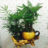 大茶壶组合装发财树 空气净化力强 桌面绿植小盆栽 成都送货