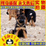 上海德国牧羊犬 纯种锤系德牧幼犬宠物狗狗出售黑背警犬狼狗弓背