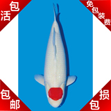 纯种 日本锦鲤 丹顶红白 鸿运当头 活体 鱼苗 包活 包损 包活包损