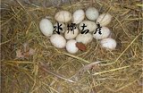 苏北农家特产放养鸭蛋 新鲜土鸭蛋 生鸭蛋 生态养殖笨鸭蛋500g
