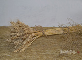 干花批发/天然干小麦/麦穗/真正的麦子/杂粮/农家乐装饰拍摄道具