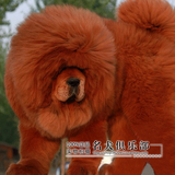 纯种红色藏獒 纯种原生态藏獒 纯种藏獒幼犬 大狮头藏獒
