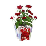 小花农 玫瑰办公室桌面可爱创意迷你花卉植物DIY绿植盆栽种植礼品