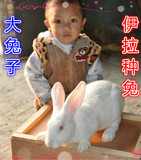 包邮活体兔兔宠物兔繁殖种兔伊拉兔八点黑新西兰兔家兔活兔大种兔
