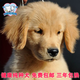 美系纯种金毛幼犬狗狗出售 超级真正金黄色黄金猎犬寻回犬宠物狗