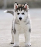上海雪橇犬哈士奇 完美业出售纯种名犬宠物狗哈士奇幼犬 实拍G87
