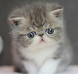 【黑森林猫屋】-CFA注册 宠物猫 纯种猫 加菲猫 异国短毛猫