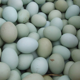 红冠绿壳蛋鸡种蛋,受精蛋孵化用蛋,可孵化,散养,农家土特产