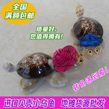 进口贝壳小乌龟 博士龟摆件海螺动物海洋创意工艺品地摊货源批发