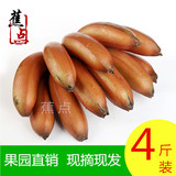 【蕉点】新鲜水果土楼红皮香蕉  4斤包邮果园直销 咖啡蕉 玫瑰蕉