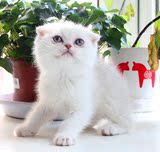 宠物小猫咪纯种英国短毛猫英短蓝猫立耳折耳活体幼猫幼崽宠物猫9