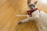遛猫专用 舒适遛猫绳牵引背带  胸背 猫咪专用 猫狗通用 不含绳
