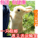 小白兔宠物兔宝宝 迷你公主兔熊猫兔子黑兔活体宠物兔子 包邮包活