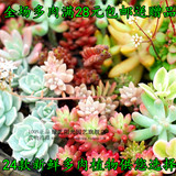 24款多肉植物含盆 黄丽 虹之玉 仙人球盆栽组合植物 桌面盆栽