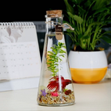斗鱼缸创意箱斗鱼缸生态瓶办公室桌面微景观鱼缸斗鱼瓶生态缸