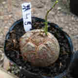 盆栽块根多肉植物 南非进口龟甲龙 3-8年生 基地繁殖批发量大优惠