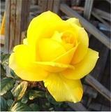 玫瑰【黄玫瑰】当年开花阳台玫瑰花苗四季播盆栽地栽易种赛蔷薇