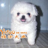 100%纯种的白色京巴北京犬幼犬狗狗-体质强-毛茸茸的-母-有视频