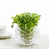 欧式创意透明水晶玻璃圆球 水培玻璃花瓶批发圆形绿萝瓶花器包邮