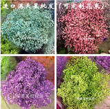上海进口蓝色粉色彩色满天星鲜花批发生日速递全国 订制花束礼盒