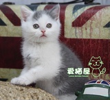【宠猫屋】自家繁殖纯种宠物猫咪 宠物活体 英国短毛猫蓝白 弟弟