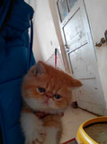 CFA 注册 加菲猫 猫咪宠物 纯种异国短毛猫 红虎斑加白 MM