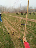 三丫头网业专业定做防护野兔网，野鸡网，1.5高的4米高的8米高的