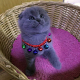 T.M天猫猫舍宠物猫活体纯种苏格兰折耳英短蓝猫小猫公猫空运全国