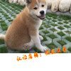 纯种秋田犬 幼犬出售 赛级双血统美系日本柴犬 健康家养宠物狗25