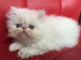 自家繁殖纯白加菲猫妹妹加菲猫 猫 宠物宠物 猫咪