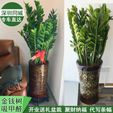 福字盆系列金钱树盆栽 办公室客厅室内植物 大型绿植盆栽花卉