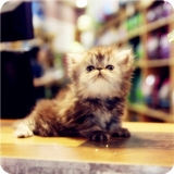 加菲猫波斯猫异国长毛猫短毛猫活体宠物猫重庆实体店包健康