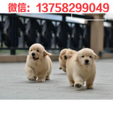 宠物狗幼犬纯种黄金血系后代金毛狗 幼犬出售 大型犬寻回犬11
