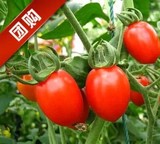 新鲜 海南特产圣女果 新鲜小番茄小西红柿 2斤装