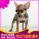 北京出售 纯种吉娃娃犬 幼犬 短长毛 茶杯犬 超小家养宠物狗狗14