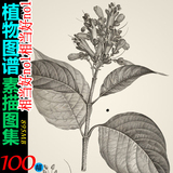 高清花卉植物图谱纯色简约素描装饰画图片喷绘画芯设计素材图库
