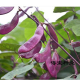 紫眉豆种子 紫扁豆 家庭种菜 阳台庭院盆栽豆角 眉豆蔬菜豆角种子
